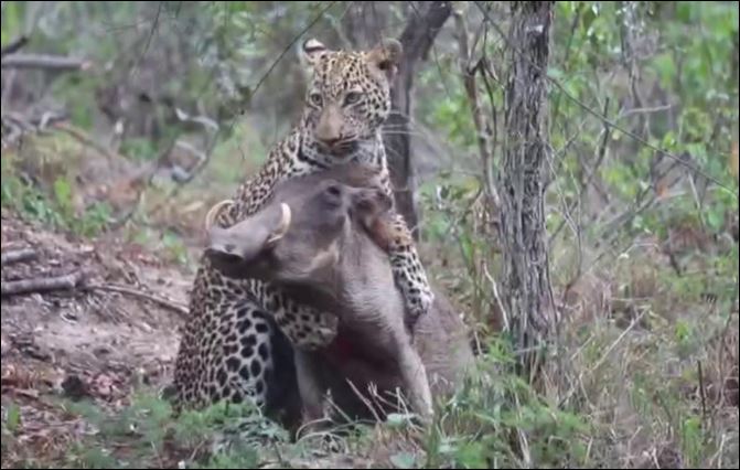 Báo hoa mai tóm gọn lợn bướu.