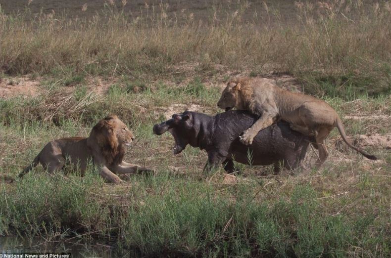 National News Pictures.