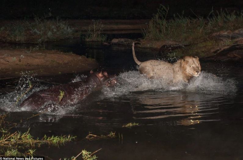 Hà mã và sư tử