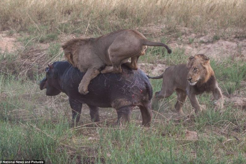 Hà mã và sư tử