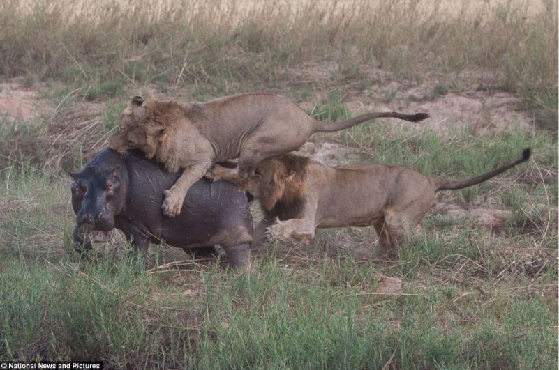 Hà mã và sư tử