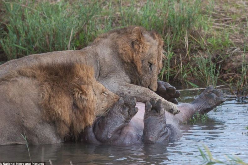 Hà mã và sư tử