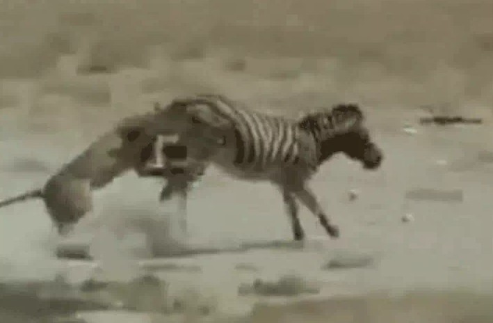 Ảnh cắt từ clip.