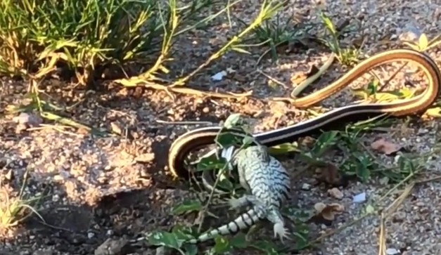 Ảnh cắt từ clip.