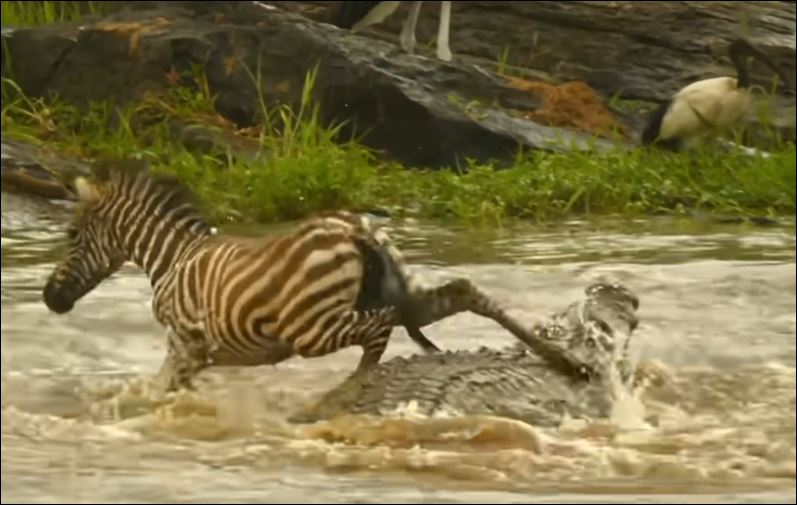 Ngựa vằn con may mắn thoát chết khi bước qua lưng cá sấu.