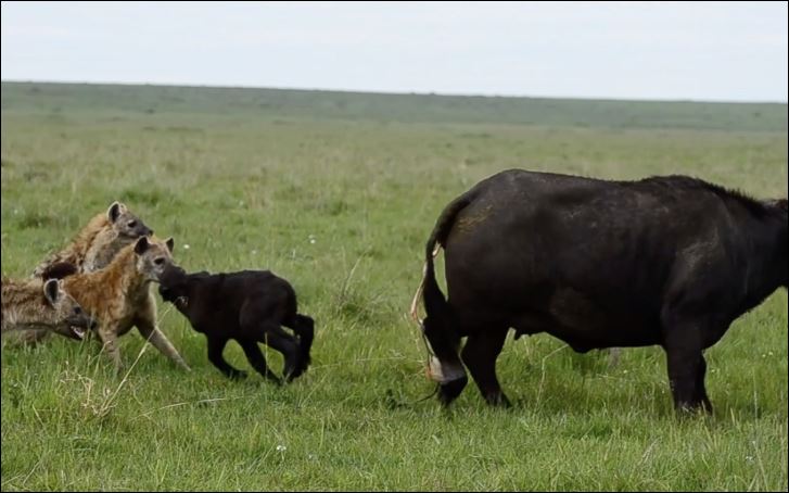 Bầy linh cẩu tóm gọn trâu con.