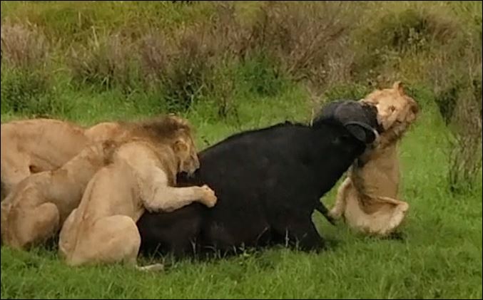 Bầy sư tử hạ sát trâu rừng.