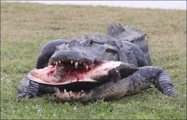 Cá sấu ăn thịt rùa.