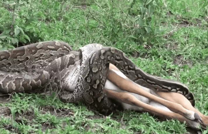 Ảnh cắt từ clip.