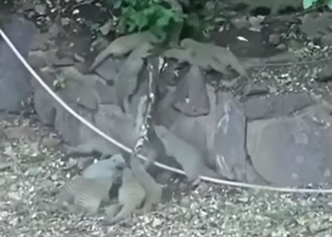 Ảnh cắt từ clip.