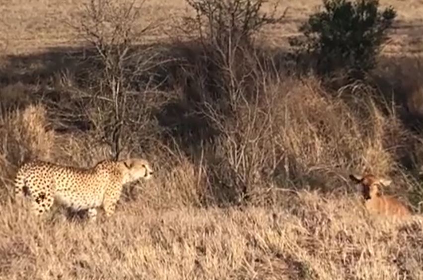 Ảnh cắt từ clip.