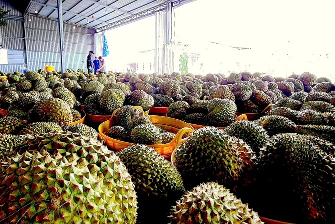 Doanh nghiệp, nhà vườn phấn khởi khi sầu riêng tăng giá tăng giá trở lại.