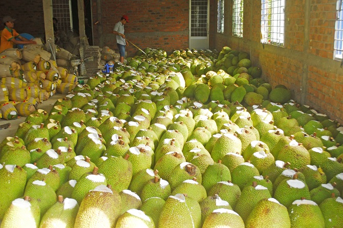 +ảnh 2: Mít cũng là loại trái cây có tín hiệu tích cực về giá.