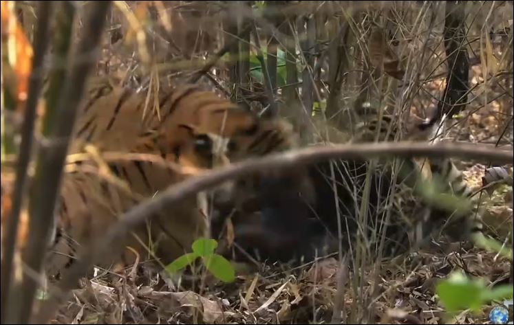 Hổ hạ sát gấu đen.