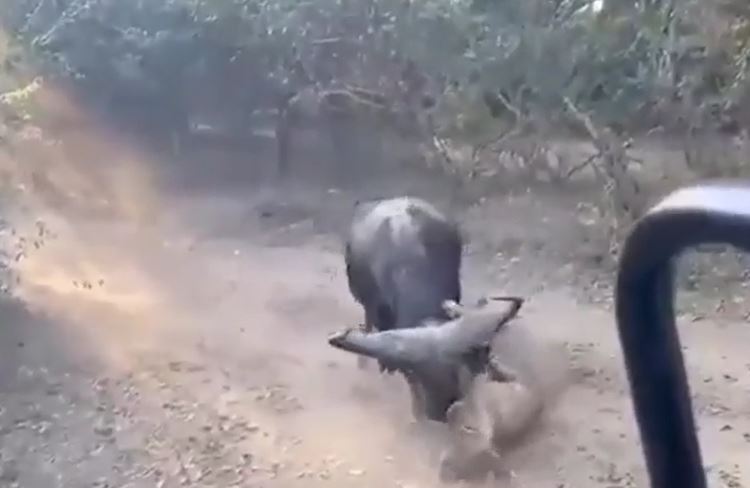 Ảnh cắt từ clip.