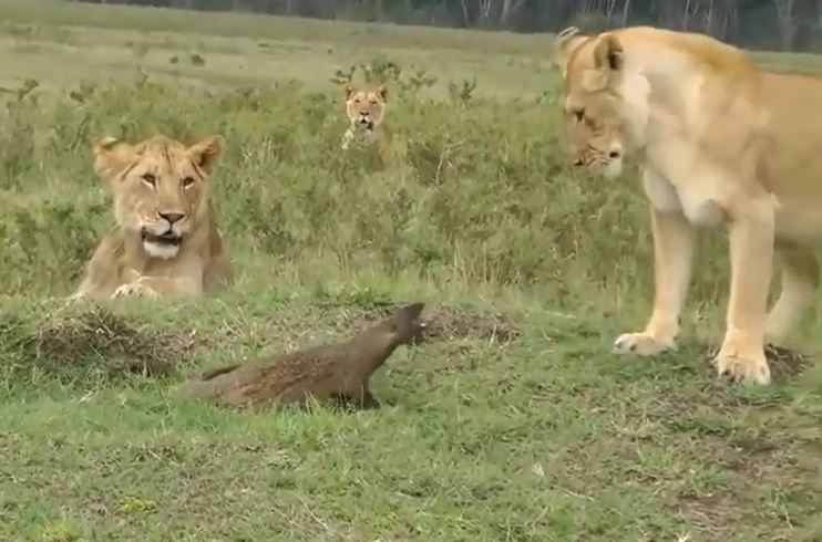 Ảnh cắt từ clip.