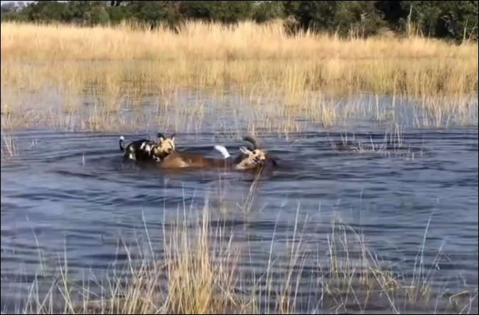 Linh dương cố gắng giành sự sống trước chó hoang.