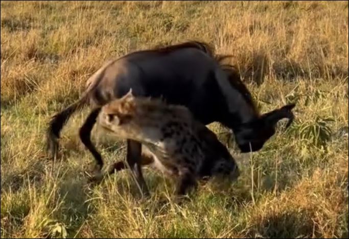 Linh cẩu tấn công linh dương đầu bò.