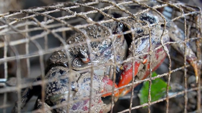 Chù ụ sinh trưởng mạnh từ tháng 3 đến tháng 6 âm lịch thời điểm thịt chắc, thơm ngon nhất và cũng dễ đánh bắt, tìm mua nhất. Ảnh 3