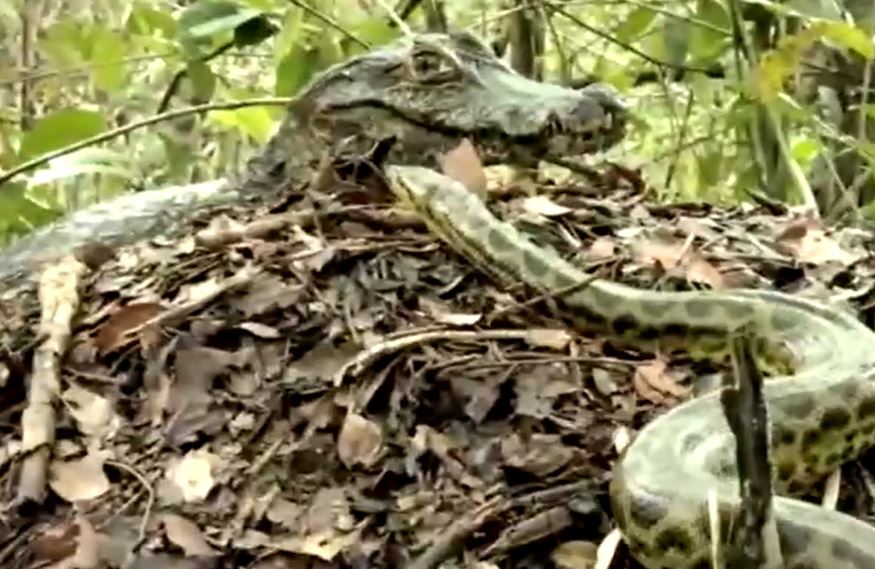 Ảnh cắt từ clip.