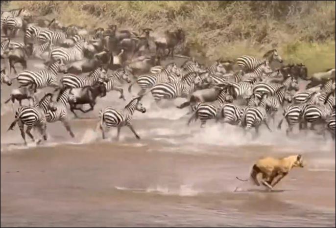 Sư tử lao vào bầy ngựa vằn săn mồi.