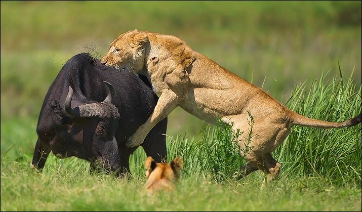 Sư tử săn trâu rừng.