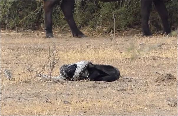 Lửng mật bị trăn siết chặt.