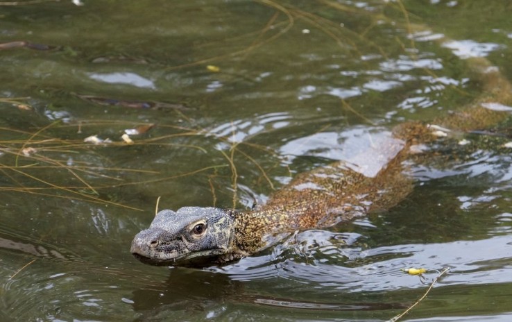 Rồng Komodo.