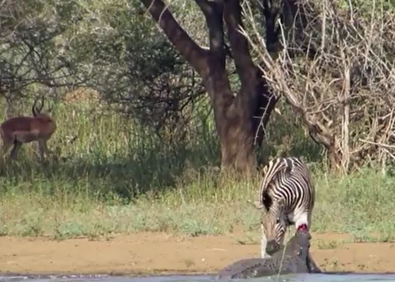 Ảnh cắt từ clip.