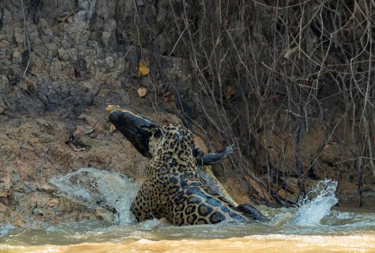 Ảnh: National Geographic.