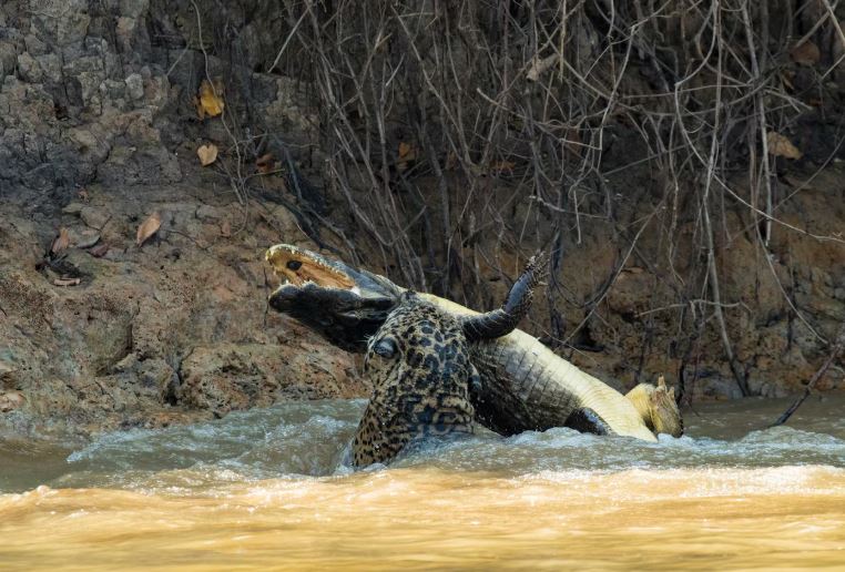 Ảnh: National Geographic.