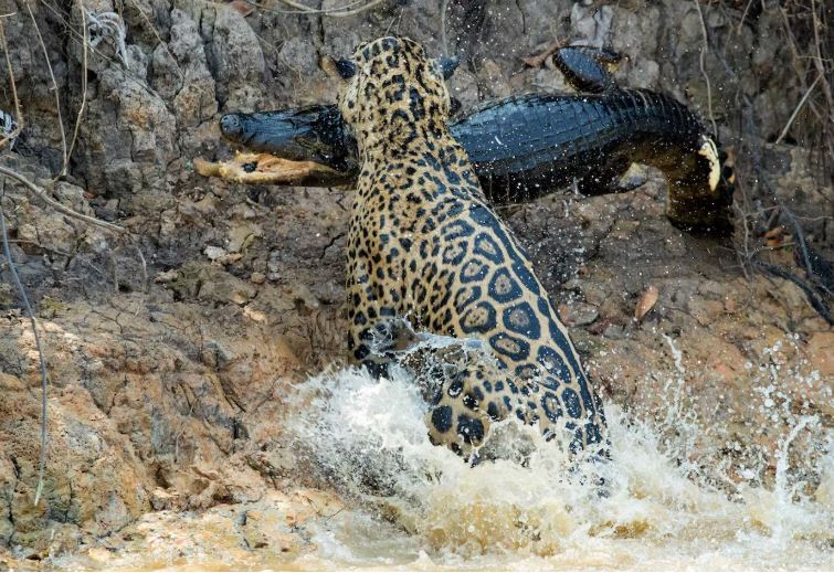 Ảnh: National Geographic.