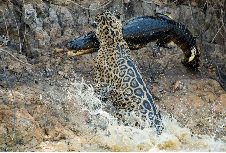 Ảnh: National Geographic.