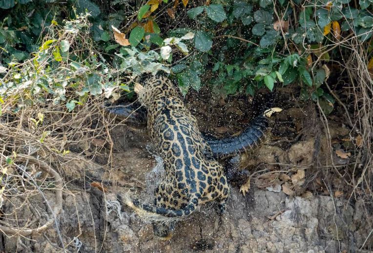 Ảnh: National Geographic.