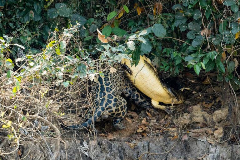 Ảnh: National Geographic.