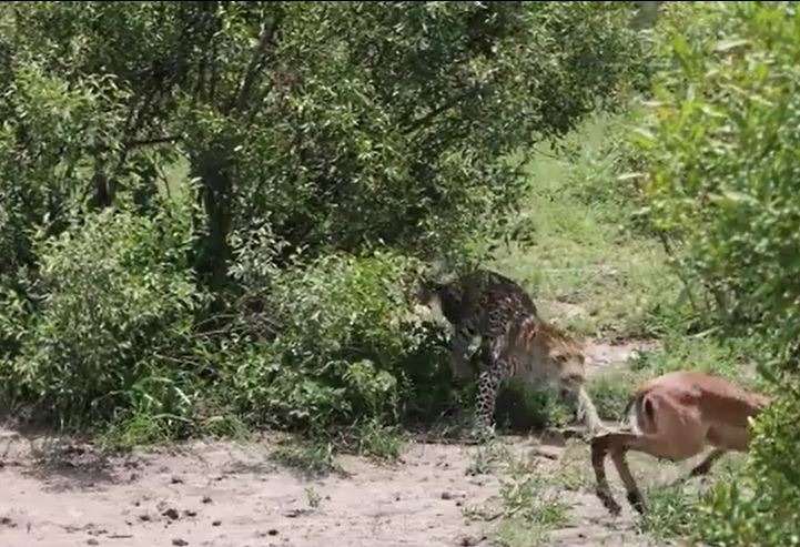 Ảnh cắt từ clip.