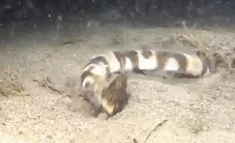 Ảnh cắt từ clip.