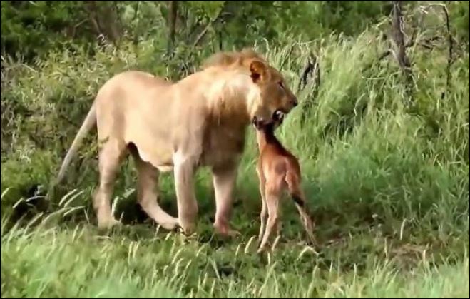 Sư tử đực chơi đùa với linh dương đầu bò con.