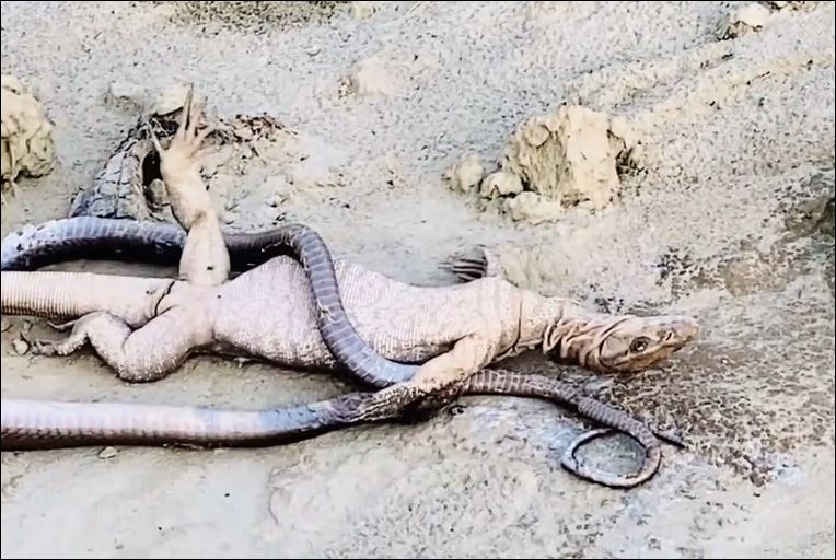 Kỳ đà tử chiến với rắn hổ mang.