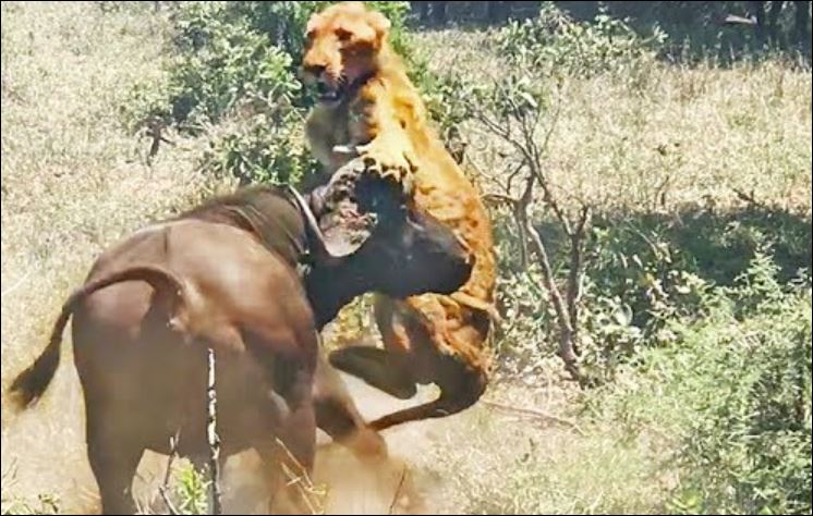 Trâu rừng húc sư tử.