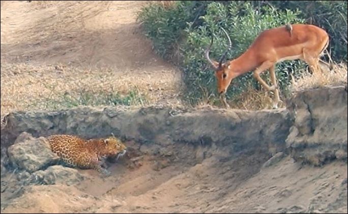 Báo hoa mai rình bắt linh dương impala.