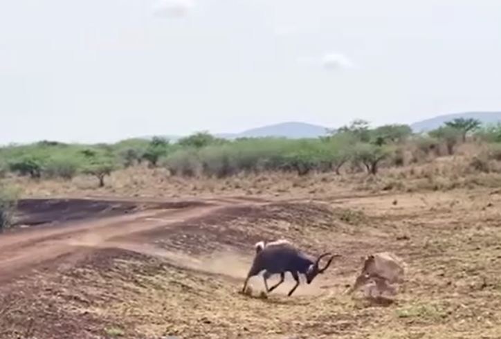 Ảnh cắt từ clip.