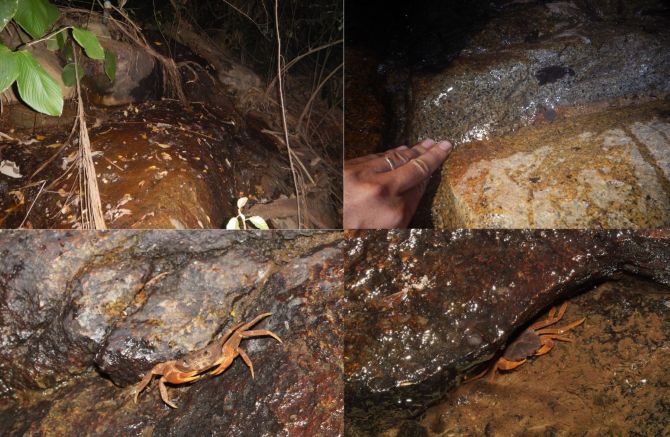 Một số hình ảnh về sinh cảnh sống, giống và loài cua mới ngoài tự nhiên. Ảnh: Trung tâm Nhiệt đới Việt - Nga