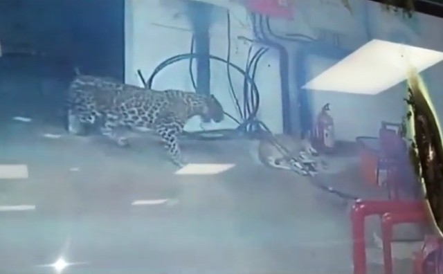 Ảnh cắt từ clip.