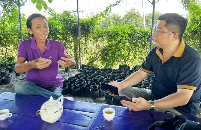 +ảnh 3: Lúa lá tím độc đáo của ông Trần Văn Tiếp ở Sa Đéc luôn góp mặt tại các sự kiện và Lễ, Tết.