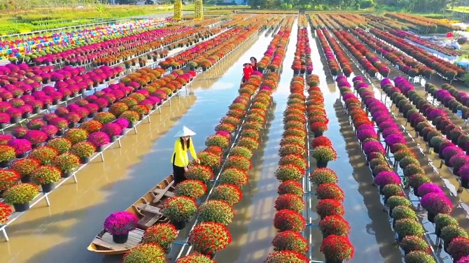 +ảnh 1: Hoa cúc nhiều màu tại làng hoa Sa Đéc.