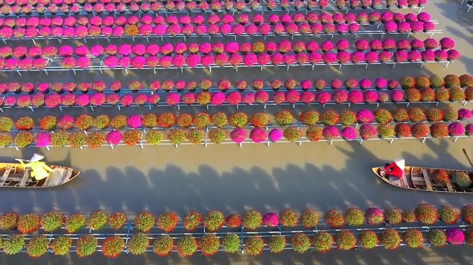 +ảnh 2: Cảnh một vườn hoa ở “thủ phủ hoa” Sa Đéc nhìn từ trên cao.