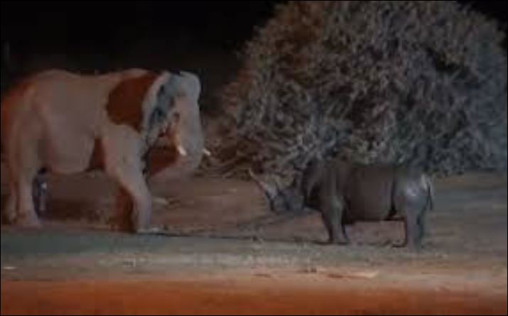 Voi đối đầu tê giác.