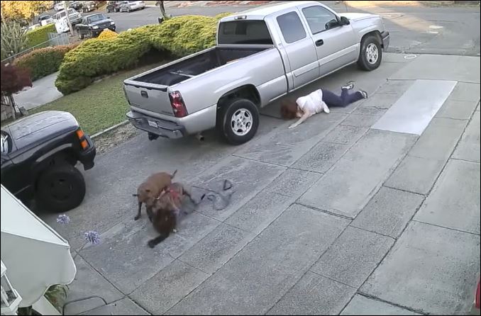 Người phụ nữ nhiều lần ngã nhào khi cố gắng kiềm chế 2 con chó của mình.