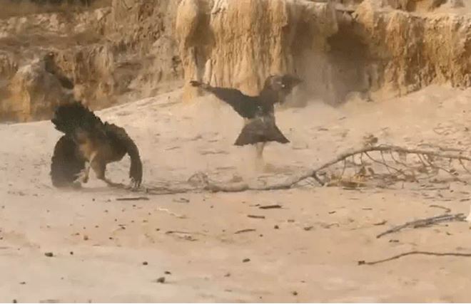 Ảnh cắt từ clip.